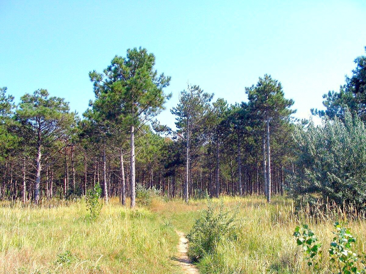 This image made in august 2004  
by digital camera Canon PowerShot A75