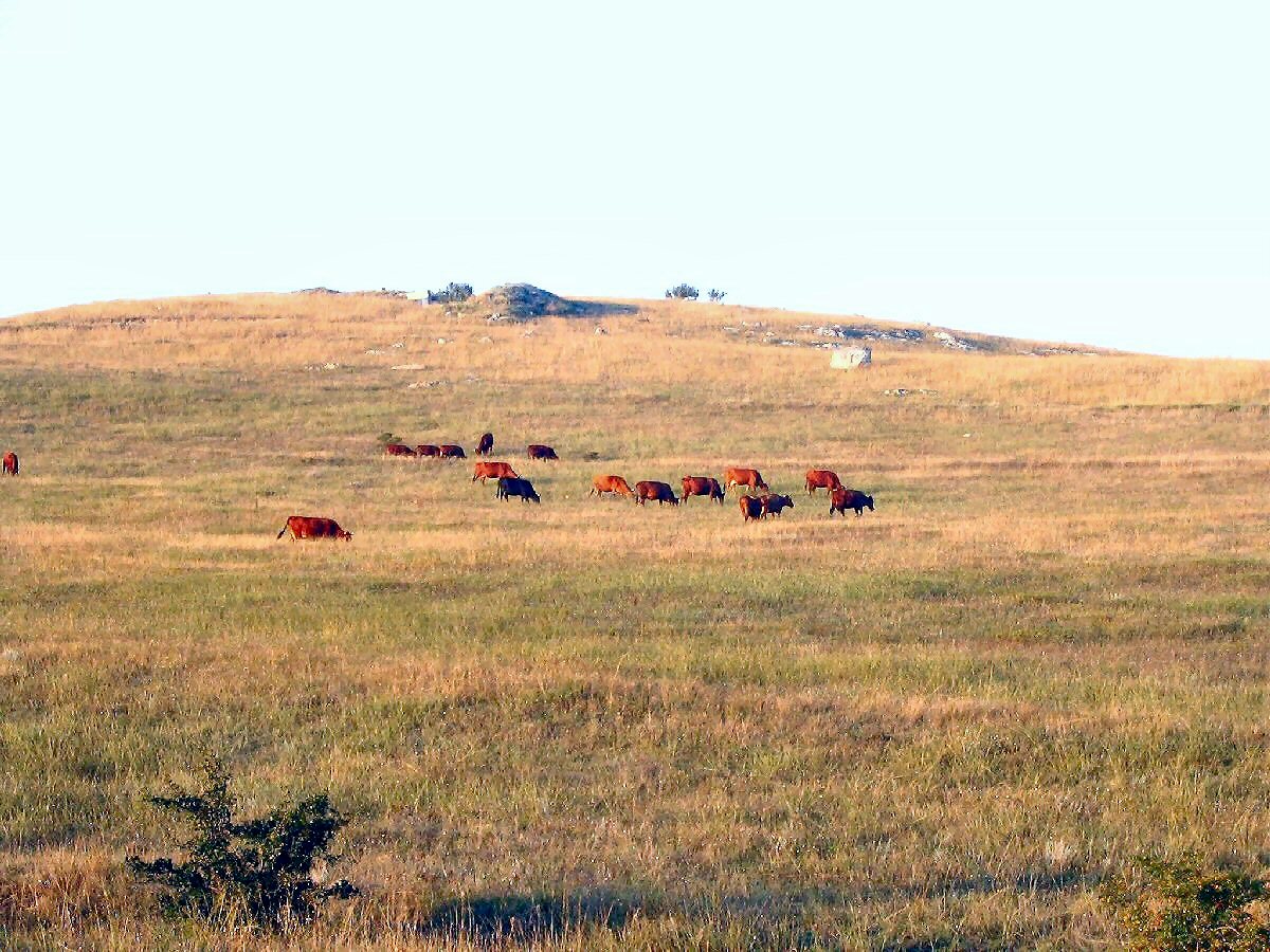 This image made in august 2004  
by digital camera Canon PowerShot A75